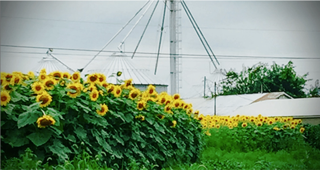 A vibrant sunflower field with power lines and houses in the background.