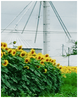 Field of sunflowers