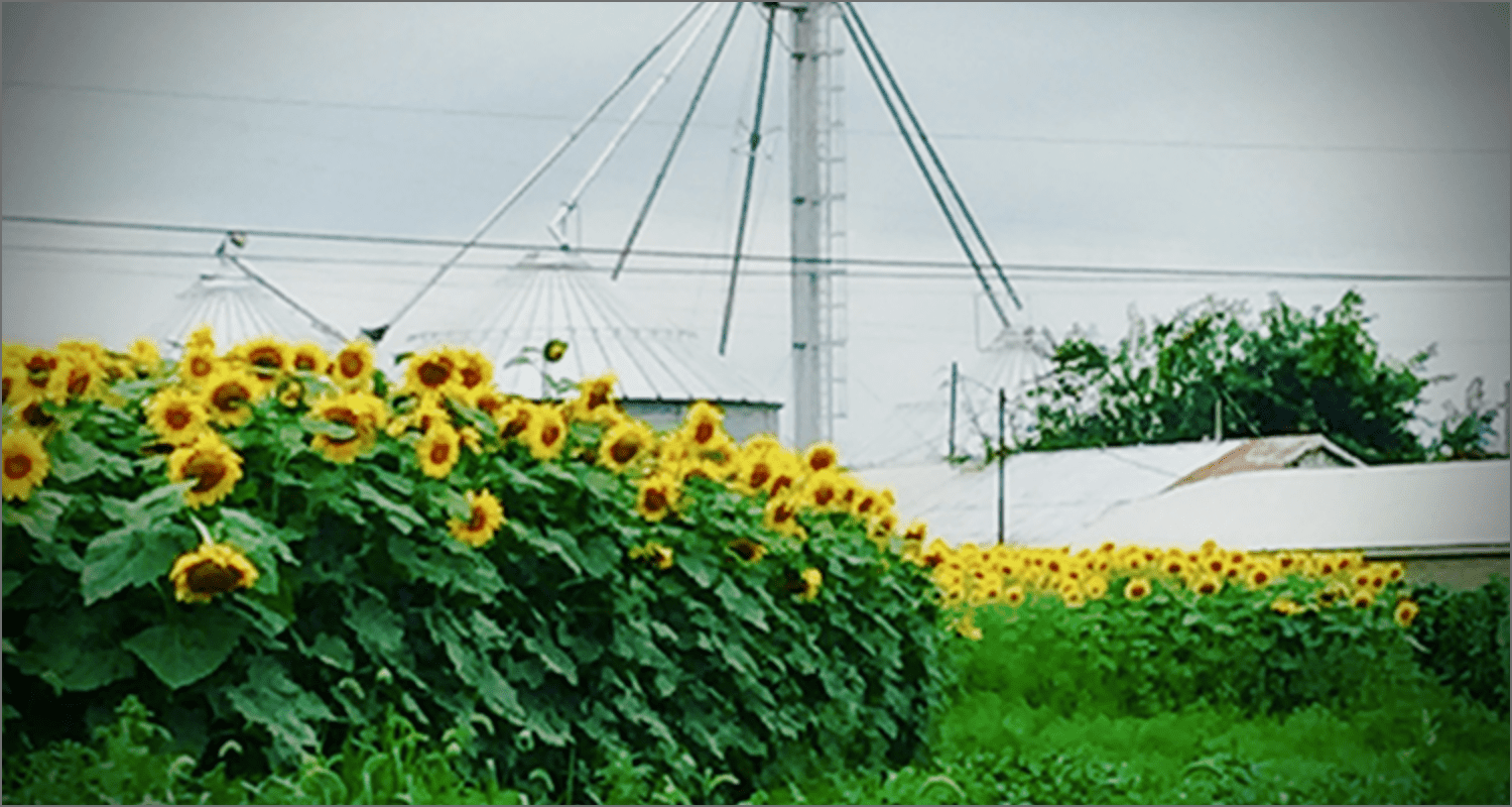 Field of sunflowers.