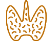 Icon of thyroid glands in orange.