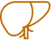 Icon of liver in orange.